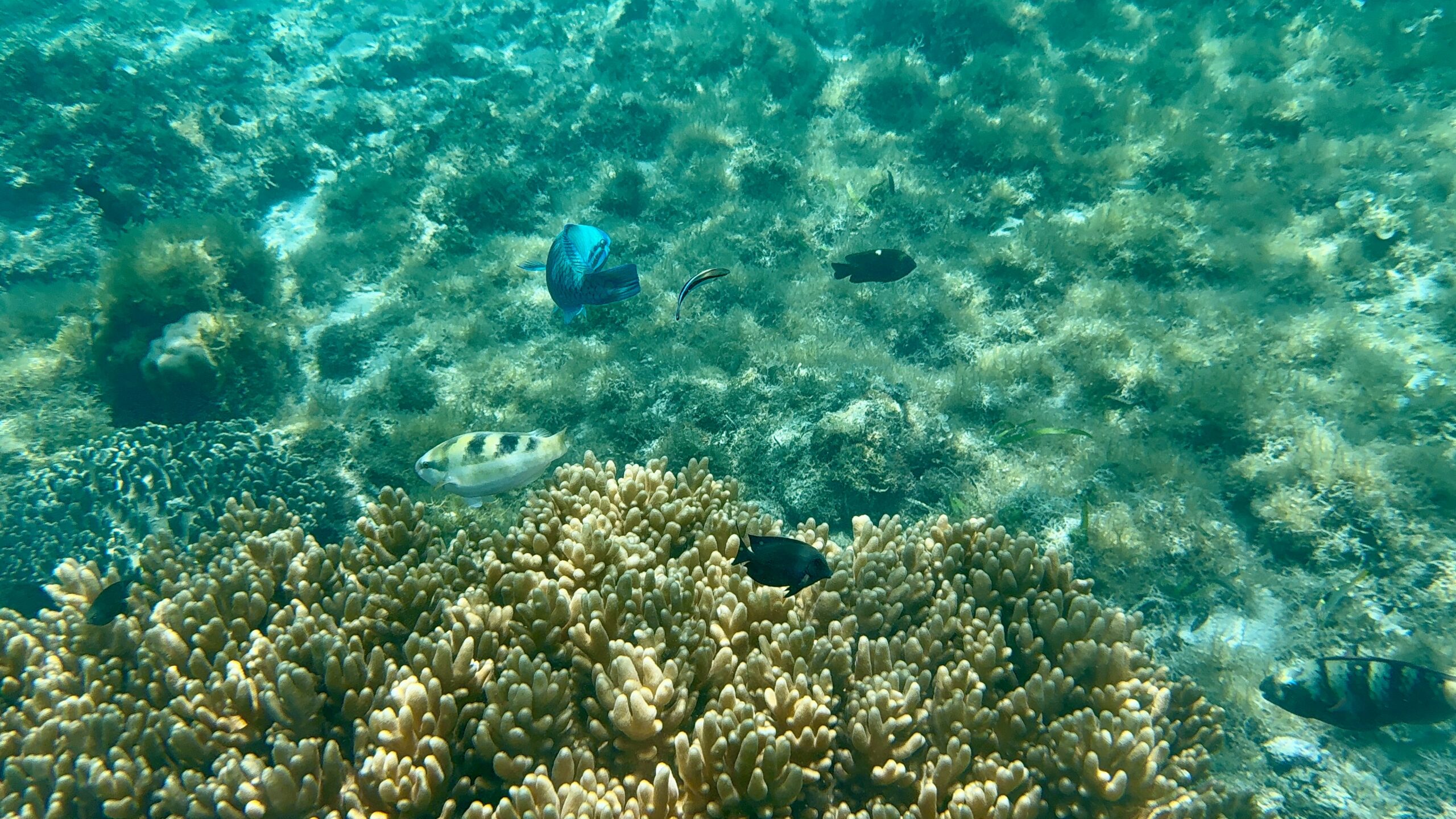 Snorkling
